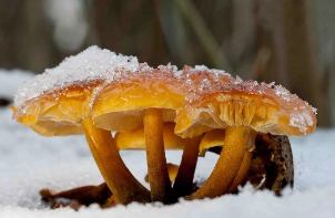Winter mushroom